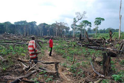 congo rainforest deforestation